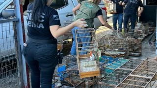 Polícia Civil apreende pássaros de espécie ameaçada de extinção, em Gravataí