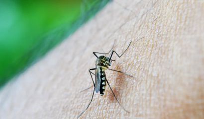 Brasil ultrapassa 650 mil casos de dengue e 113 mortes confirmadas desde o início do ano