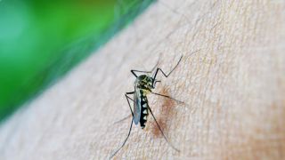 Brasil ultrapassa 650 mil casos de dengue e 113 mortes confirmadas desde o início do ano
