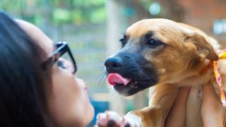 Projeto cria programa de castração e vacinação de cães e gatos, em Porto Alegre 