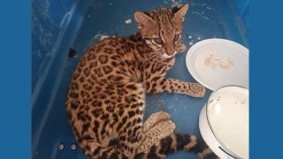Você conhece o gato-maracajá, também conhecido como Leopardus wiedii? 