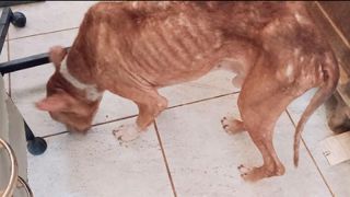 Cachorro abandonado, com muitos parasitas e caquexia, é resgatado em São Borja