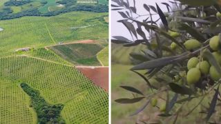Você sabia que Encruzilhada do Sul possui a maior área plantada de oliveiras do Brasil? 