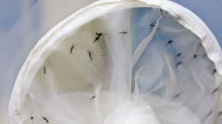 Brasil tem 391 mortes por dengue e casos da doença já passam de 1,5 milhão