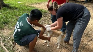 Cerca de 40 animais das aldeias indígenas, em Barra do Ribeiro, recebem atendimento da Agricultura