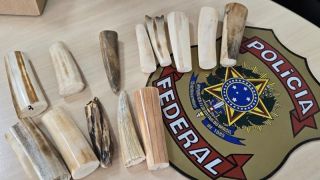 PF cumpriu, em Pelotas, mandado judicial após apreensão de 13 dentes de morsa, em Piratini 