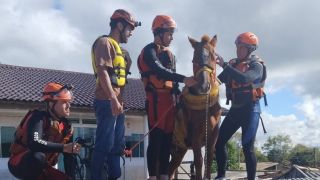 Após ficar ilhada em cima de telhado, em Canoas, égua é resgatada por bombeiros e veterinários