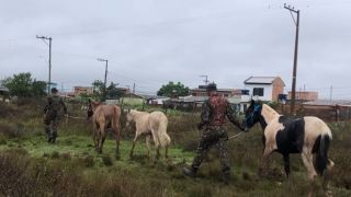 Exército Brasileiro resgata oito cavalos, em Eldorado do Sul, durante enchentes no RS