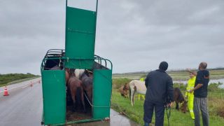 Ecosul reforça segurança viária na BR-392, em Pelotas, com auxílio à remoção de animais de grande porte