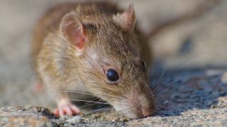 Por que baratas e ratos sobrevivem a enchentes