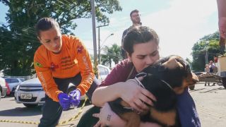 Voluntários de resgate ou de abrigos de animais devem se prevenir contra a raiva  
